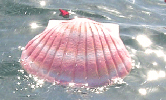 sea shell urn