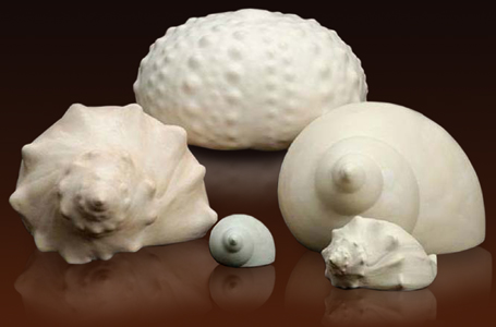 small picture of shell urns